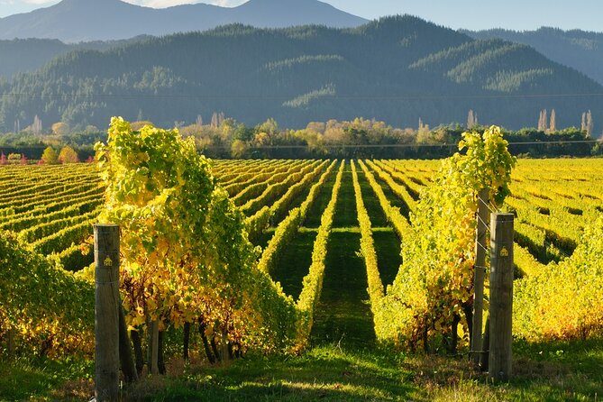 Vineyards in Kakheti